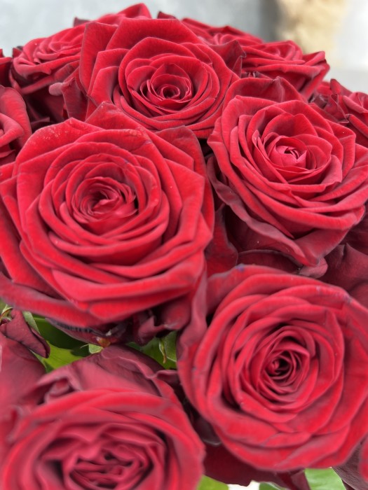 Červená růže Red Naomi 40cm