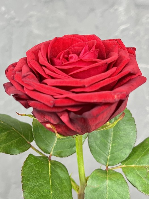 Červená růže Red Naomi 50 cm