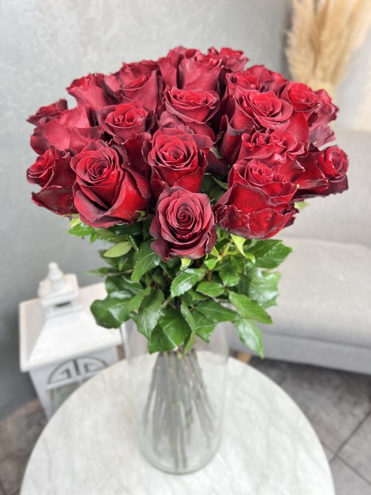 Červená růže Explorer 90 cm