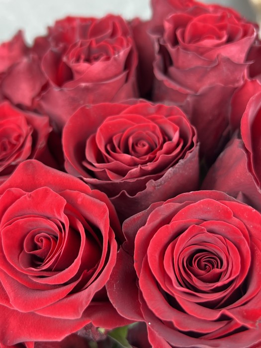 Červená růže Explorer 80 cm