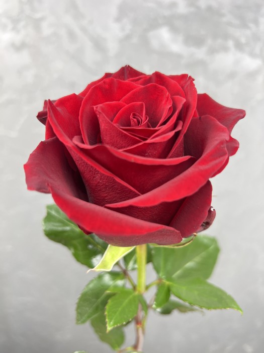 Červená růže Explorer 70 cm