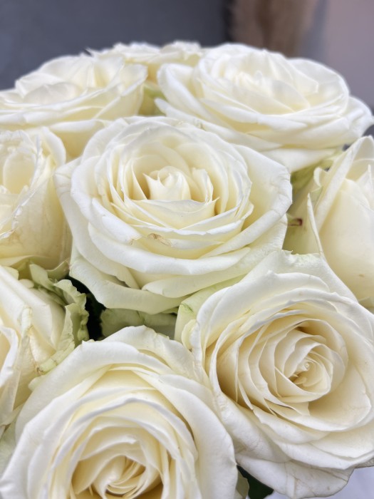 Bílá růže Avalanche 50 cm