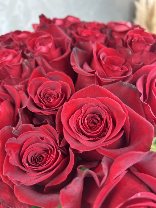 Červená růže Freedom 50 cm