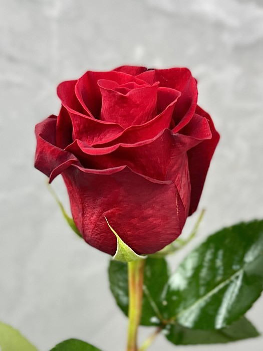 Červená růže Freedom 40cm