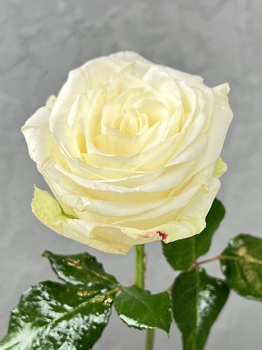 Bílá růže Avalanche 40 cm
