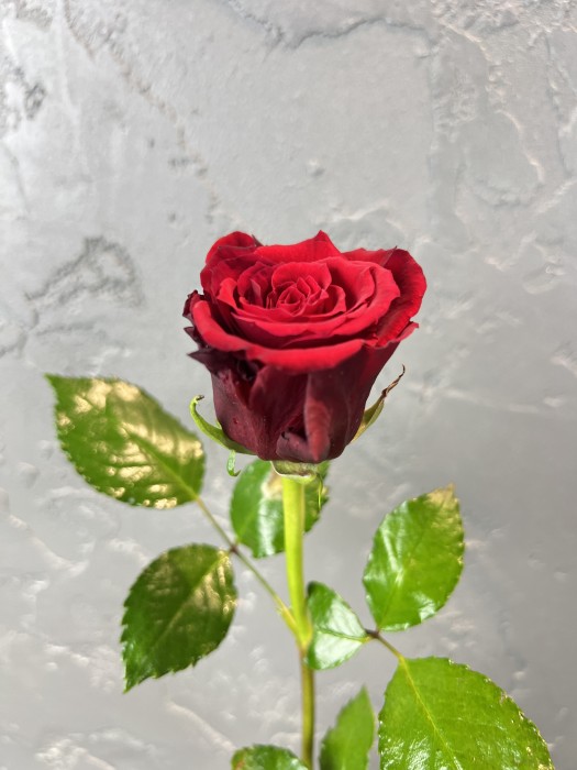 Červená růže Red Torch 50cm