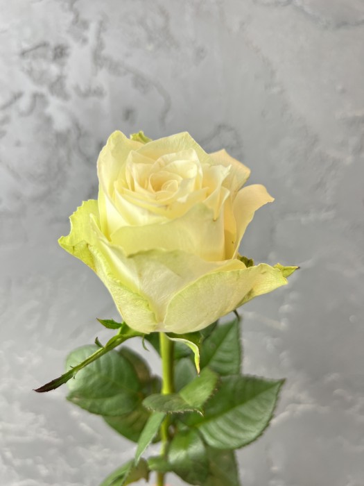 Bílá růže Athena 50 cm