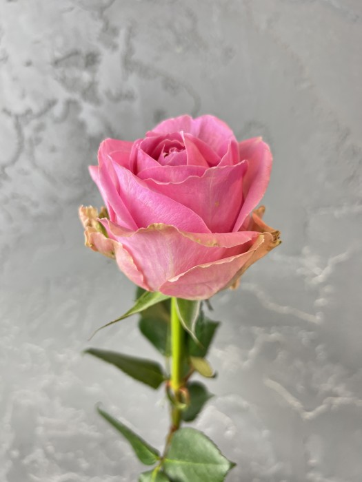 Růžová růže Wham 50cm