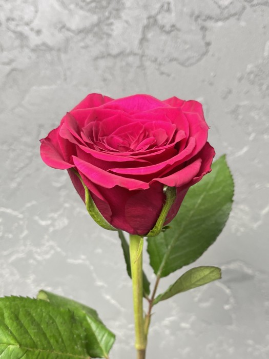 Malinová růže Fuchsiana 60cm