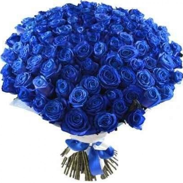 Růže modrá
