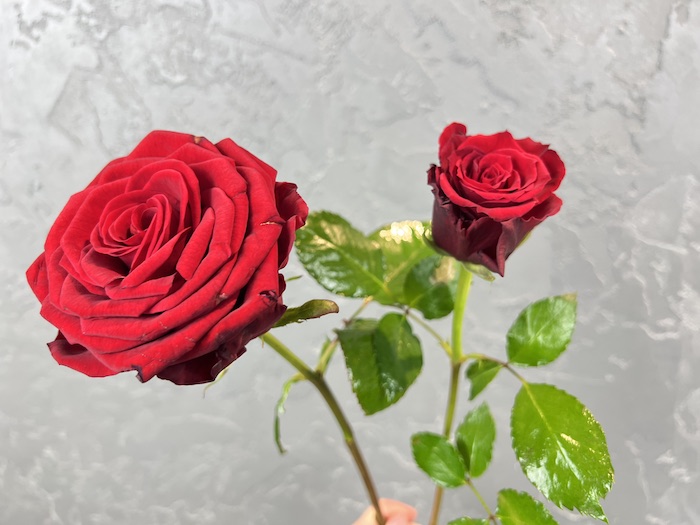 Růže | Rozvoz květin